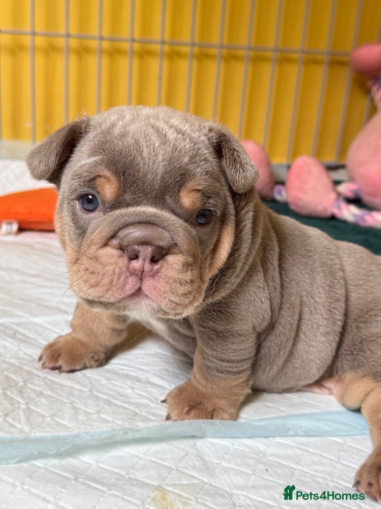 English Bulldog dogs KC English bulldog puppies  - Advert 14