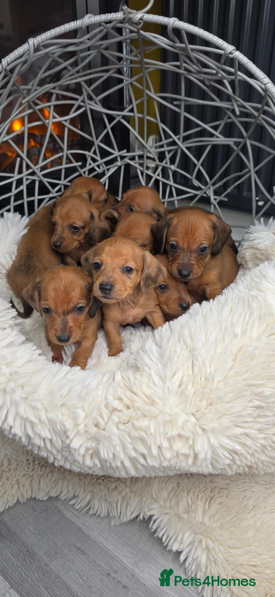 Miniature Dachshund dogs Beautiful Miniature Dachshund Puppies🐾4Girls4Boys - Advert 1
