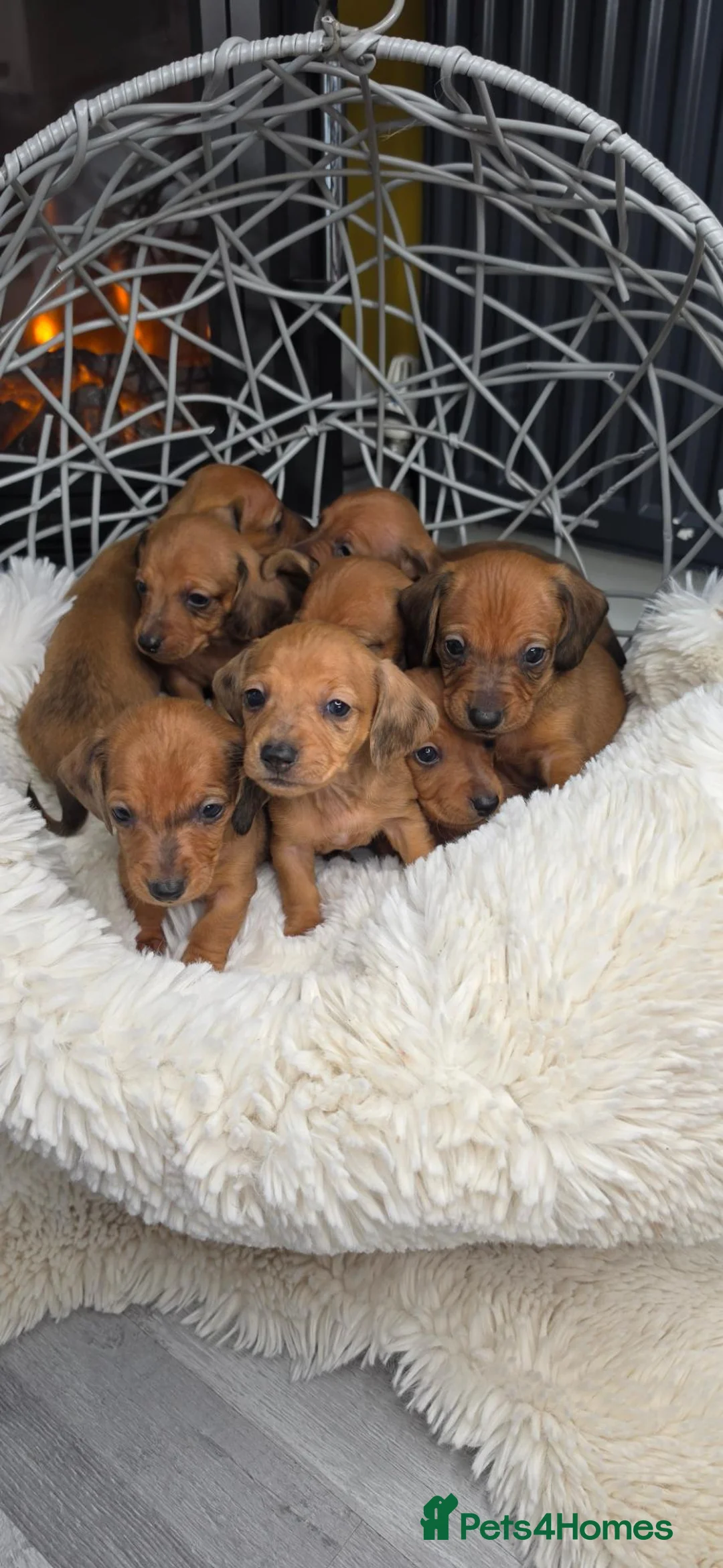 Miniature Dachshund dogs for sale: Beautiful Miniature Dachshund Puppies🐾4Girls4Boys - Advert 1