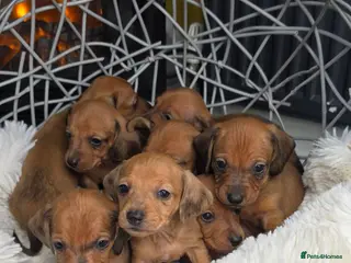 Miniature Dachshund dogs Beautiful Miniature Dachshund Puppies🐾4Girls4Boys - Advert 1