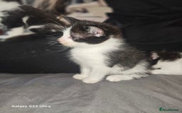 Mixed Breed cats for sale: 4 Beautiful Kittens **2 Black & White Boys Left** - Image 22