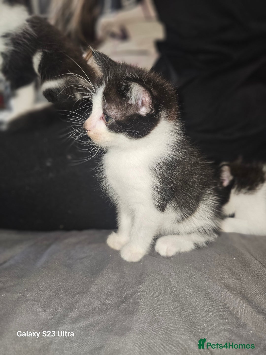 Mixed Breed cats for sale: 4 Beautiful Kittens **2 Black & White Boys Left** - Image 22