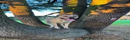 Mixed Breed dogs for sale: Female Mix Breed Mastiff  - Advert 7