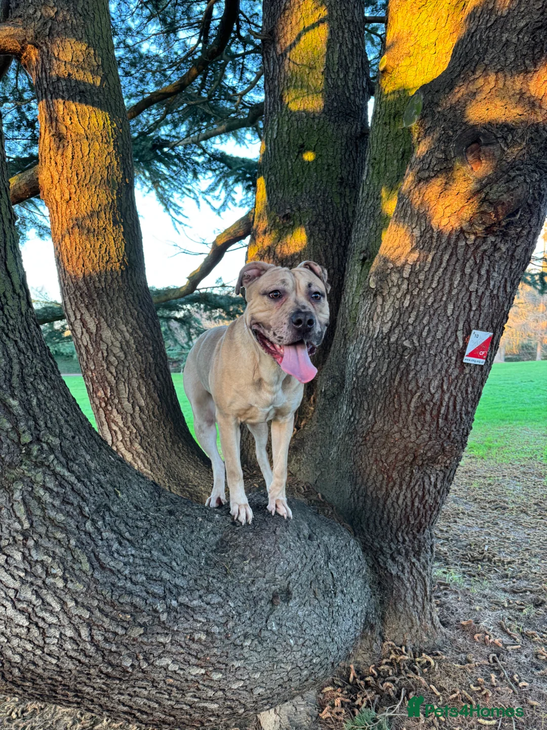 Mixed Breed dogs for sale: Female Mix Breed Mastiff  - Advert 7