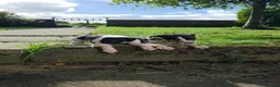 Whippet dogs for sale: 1 Girl Left - KC Whippet Puppies in Aberdeenshire - Advert 4