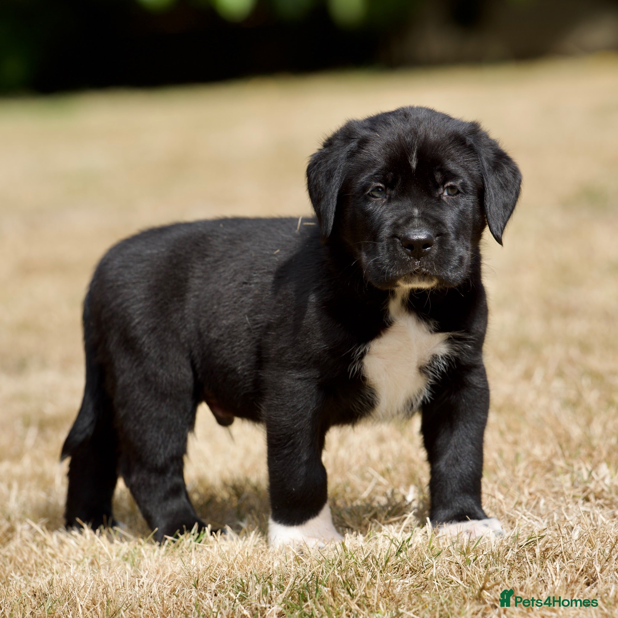 Presa Canario dogs BLACK PRESA PUPS - Advert 1