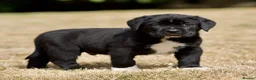 Presa Canario dogs for sale: BLACK PRESA PUPS - Advert 1