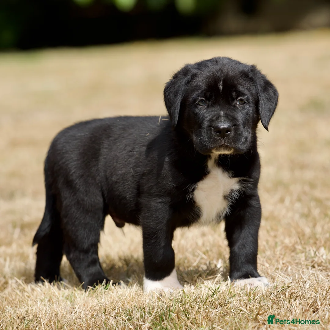Presa Canario dogs for sale: BLACK PRESA PUPS - Advert 1