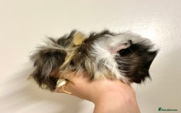 Guinea Pig rodents for sale: Long haired Guinea Pigs For Sale - Image 20