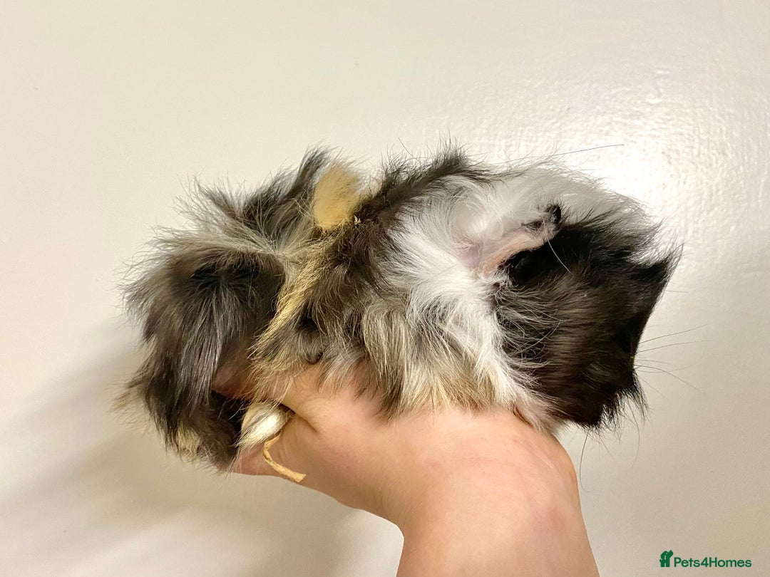 Guinea Pig rodents for sale: Long haired Guinea Pigs For Sale - Image 20