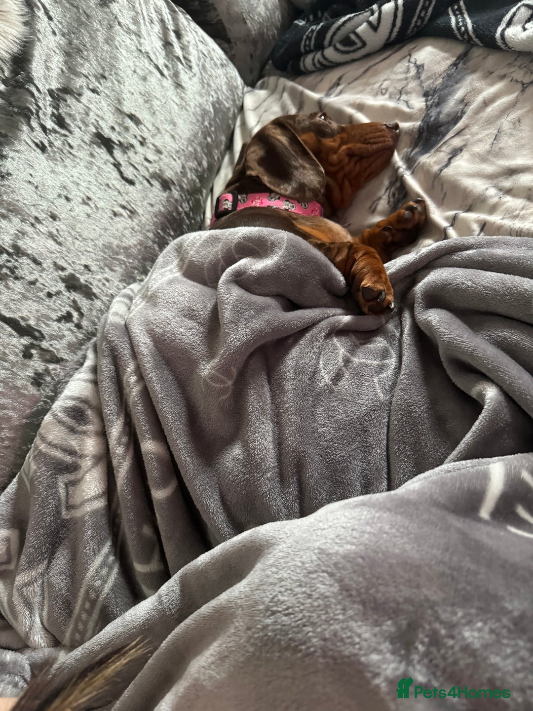 Miniature Dachshund dogs for sale: Female Chocolate tan dapple  - Image 7