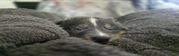 Border Collie dogs for sale: Purebred Border Collie Pups to go to forever home! - Advert 8