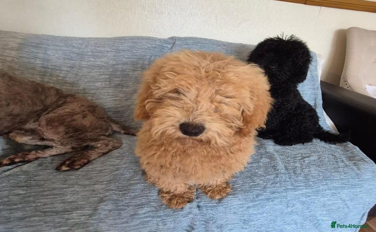 Mixed Breed dogs - Advert 2