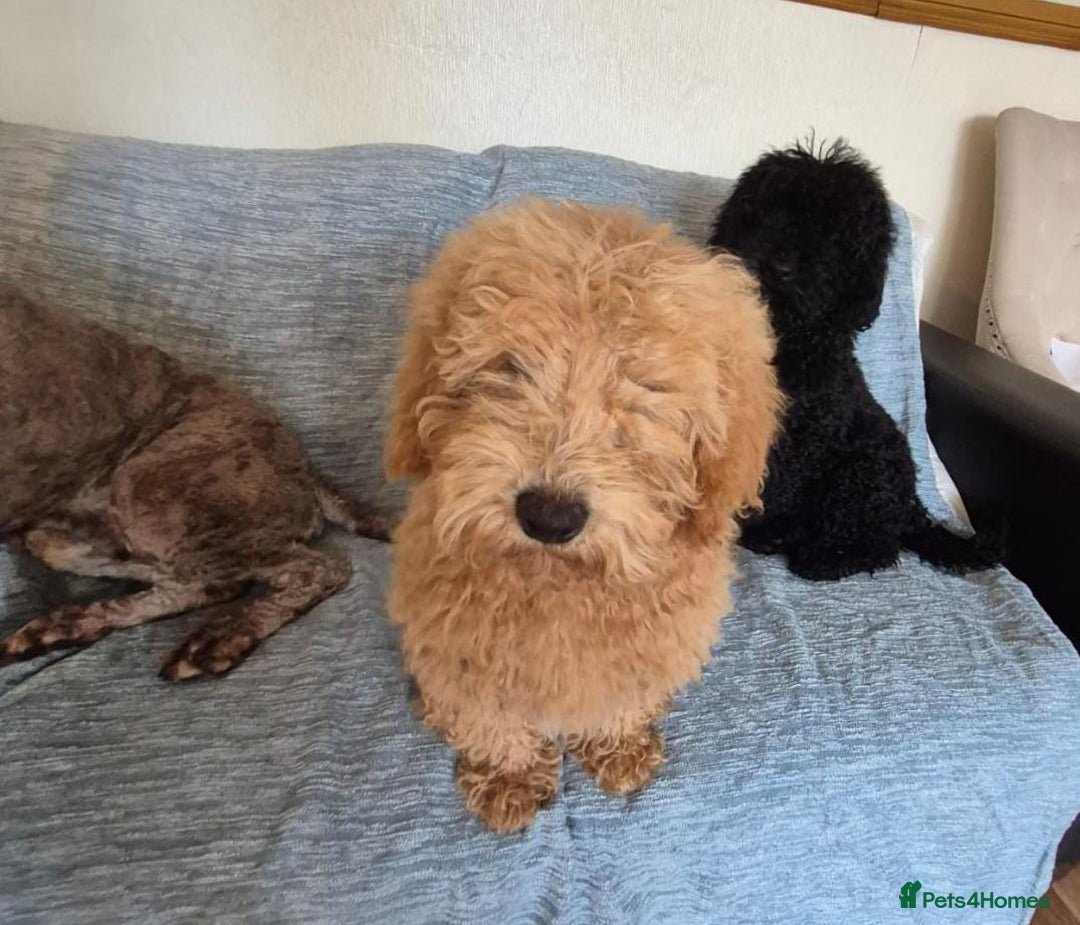 Mixed Breed dogs for sale: Miniature.Poodle  - Image 1