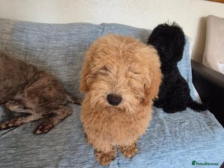 Mixed Breed dogs - Advert 13