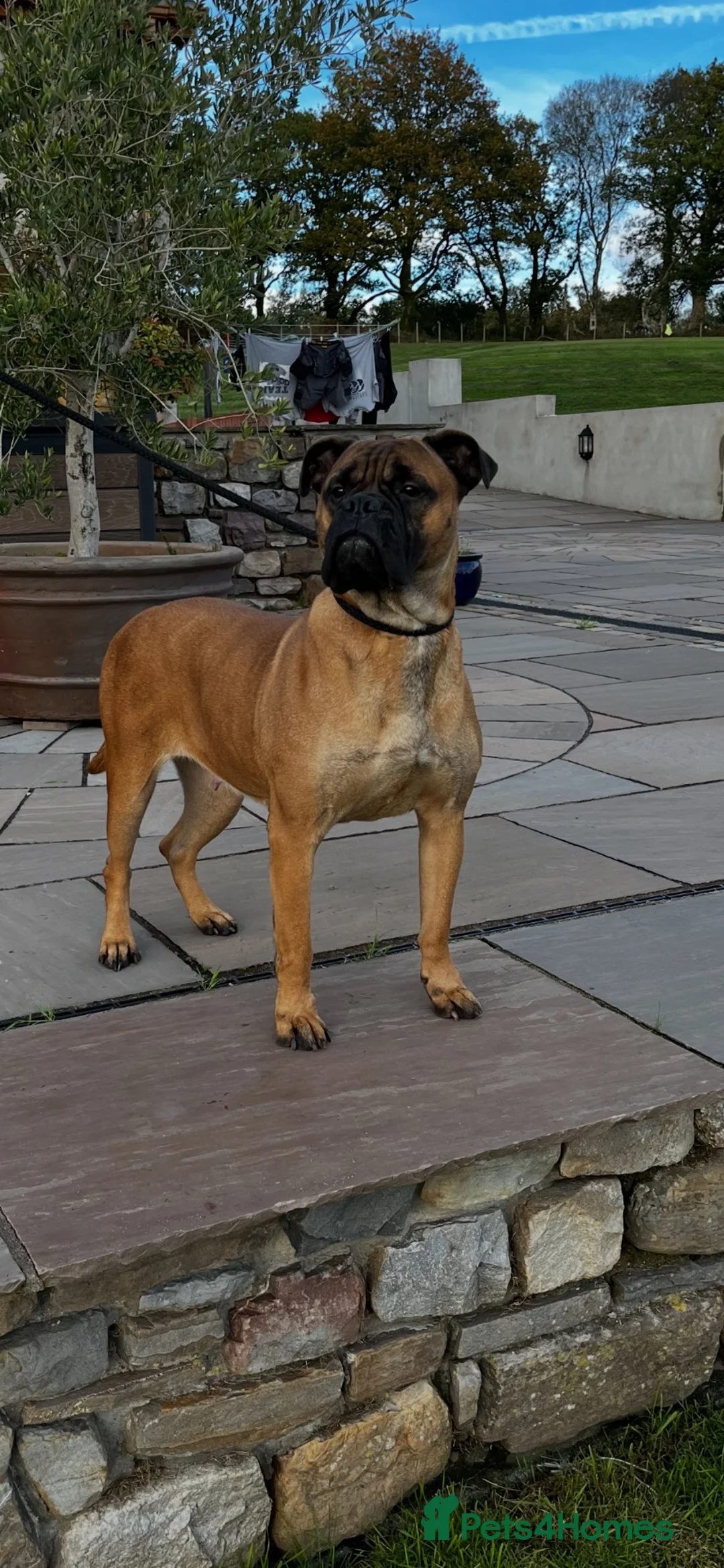 Bullmastiff dogs for sale: Female Bullmastiff  - Advert 1
