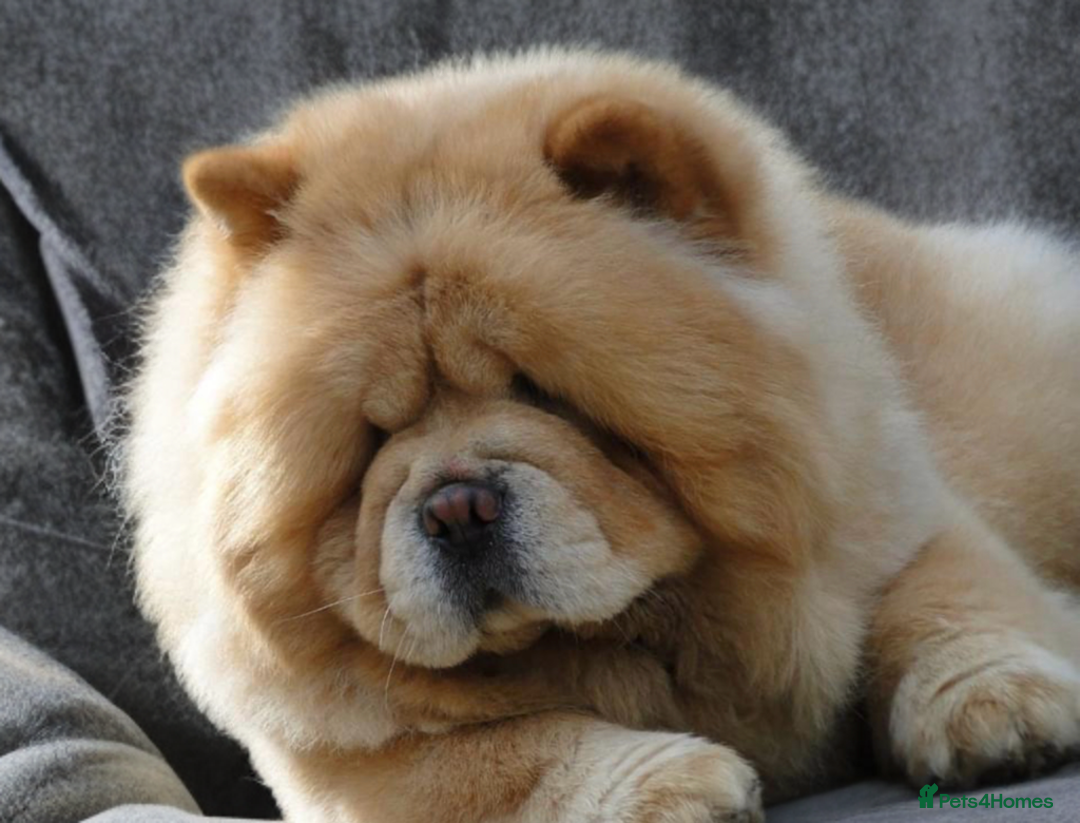 Chow Chow dogs for sale: 🧸🧸Beautiful Chow Chow Puppies🧸🧸 - Advert 19