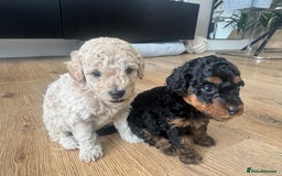 Cavapoo dogs for sale: Miniature cavapoos  - Image 13