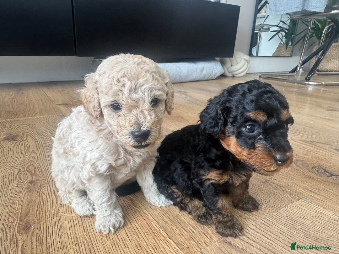 Cavapoo dogs for sale: Miniature cavapoos  - Image 13