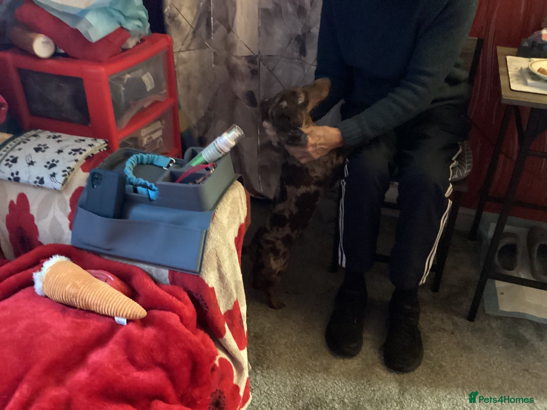 Dachshund dogs for adoption: 🐶💛 Meet Clyde ! He needs a confident Loving Home - Advert 5