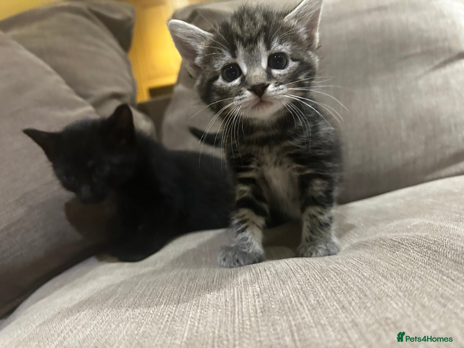 Mixed Breed cats Kittens looking for forever homes - Advert 1