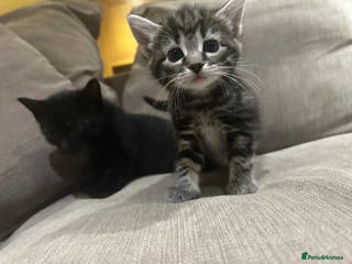 Mixed Breed cats 2 kittens left - Advert 1