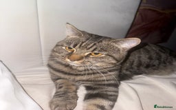 American Shorthair cats for sale: Loki male  - Advert 2