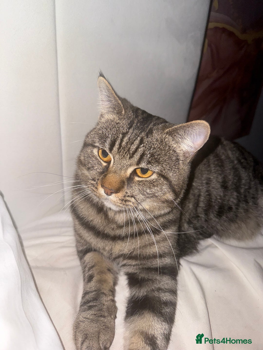 American Shorthair cats for sale: Loki male  - Advert 2