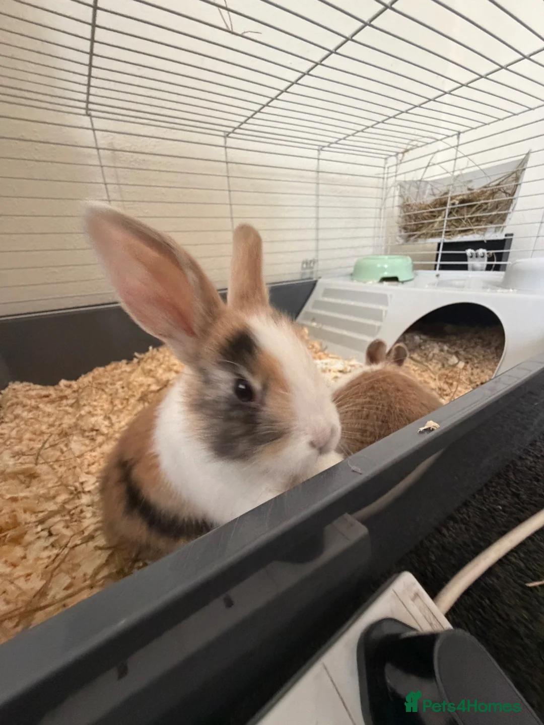Mixed Breed rabbits for sale: Toffee and Butter  - Advert 2