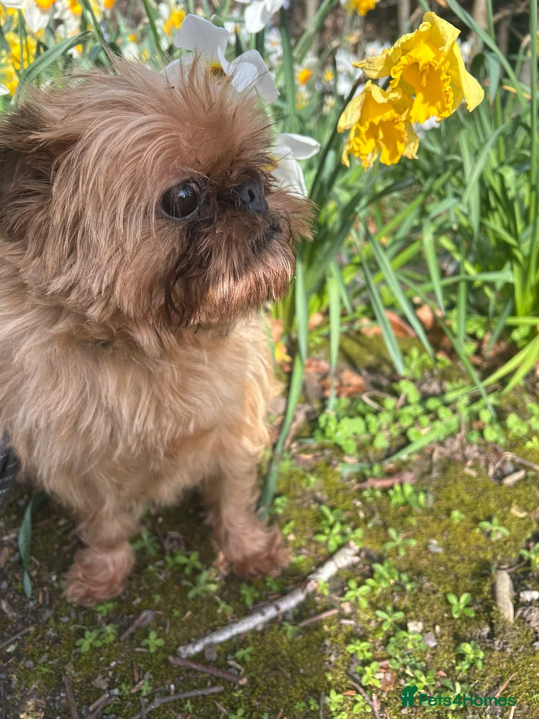 Griffon Bruxellois dogs for sale: Super Friendly Griffon Girl - Advert 8