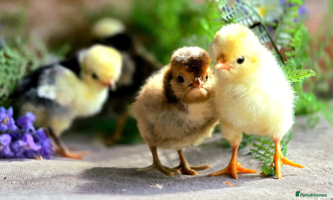Chickens poultry for sale: Polish Chicks in Newmarket - Advert 1