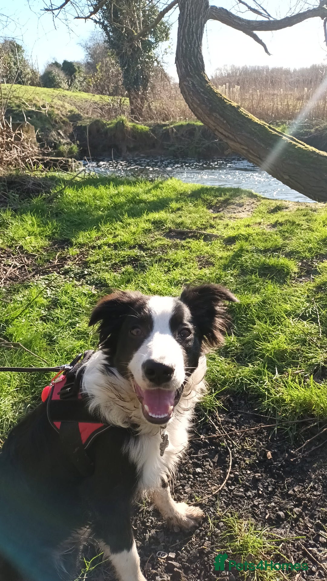 Border Collie dogs for sale: BaileyBoy - Advert 2