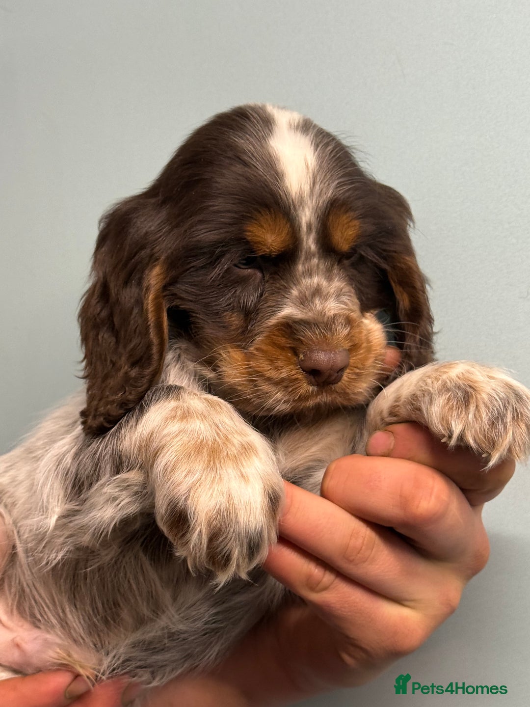 Cocker Spaniel dogs for sale: Ready Now Cocker Spaniel Male - Advert 7