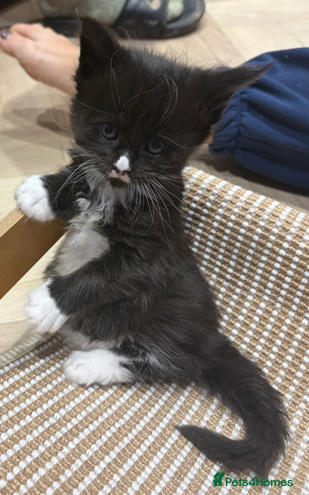 Maine Coon cats for sale: PUREBRED MAINE COON KITTENS! - Advert 9