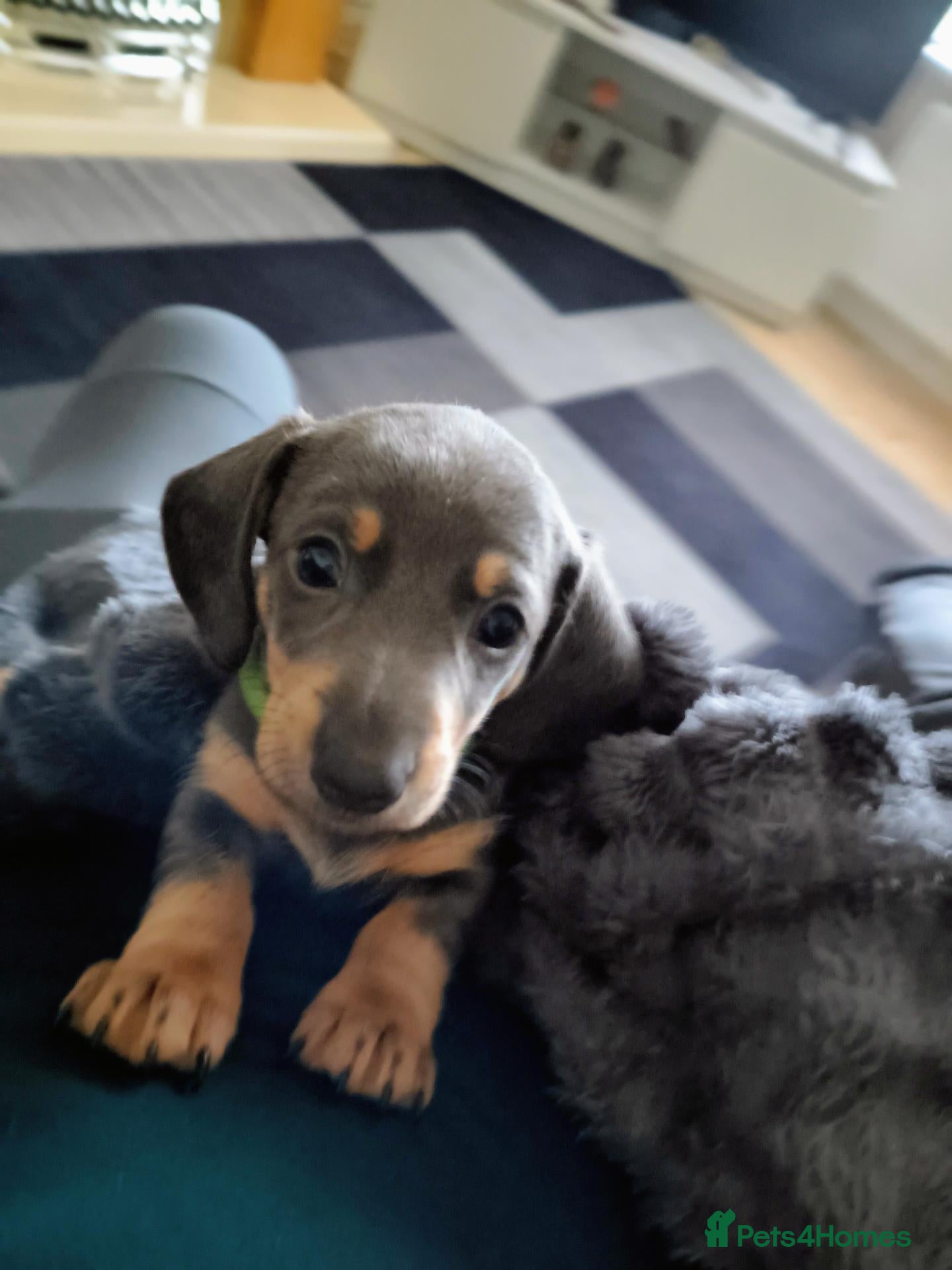 Miniature Dachshund dogs Miniature Dachshunds Pups. - Advert 10