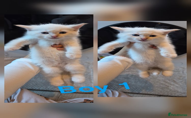 Mixed Breed cats - Advert 16