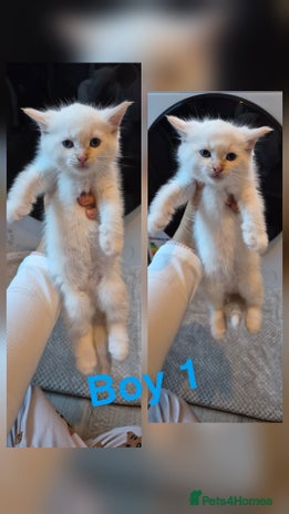 Mixed Breed cats - Advert 1