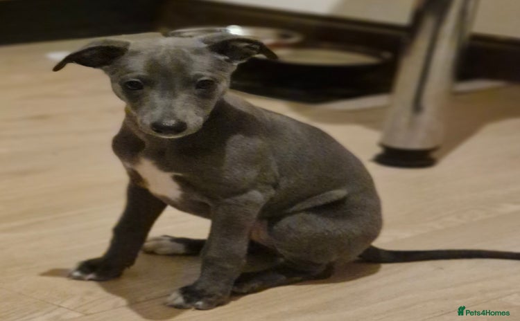 Whippet dogs - Advert 3