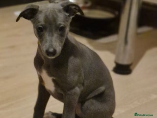 Whippet dogs - Advert 9