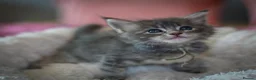 Maine Coon cats for sale: Gorgeous full breed Mainecoon kittens ready July  - Advert 4