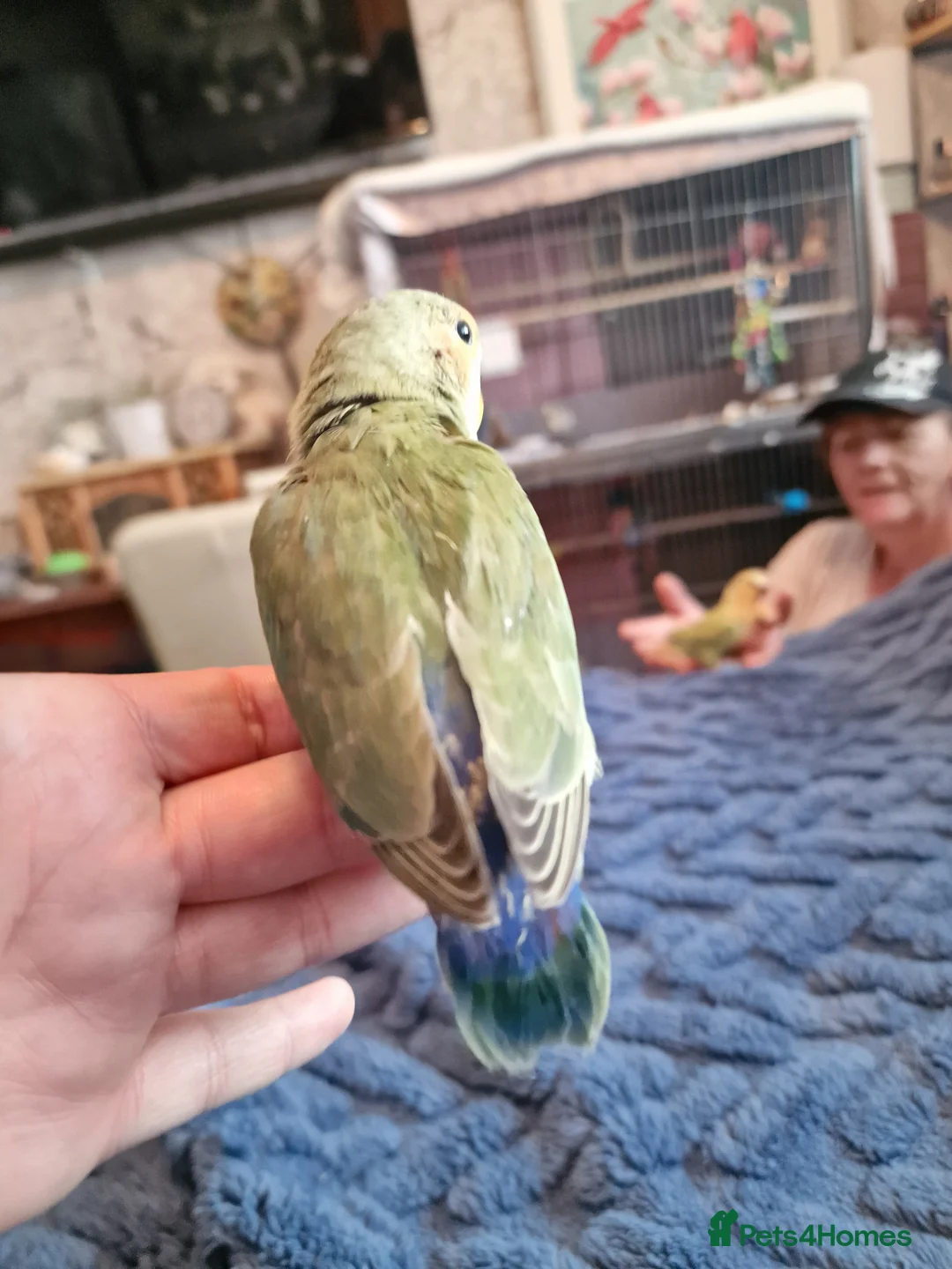 Lovebirds birds for sale: Hand Reared Peach Faced Lovebird Babies - Advert 11