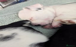 Mixed Breed dogs for sale: Toy fox terrier/jack Russell puppies  - Image 3