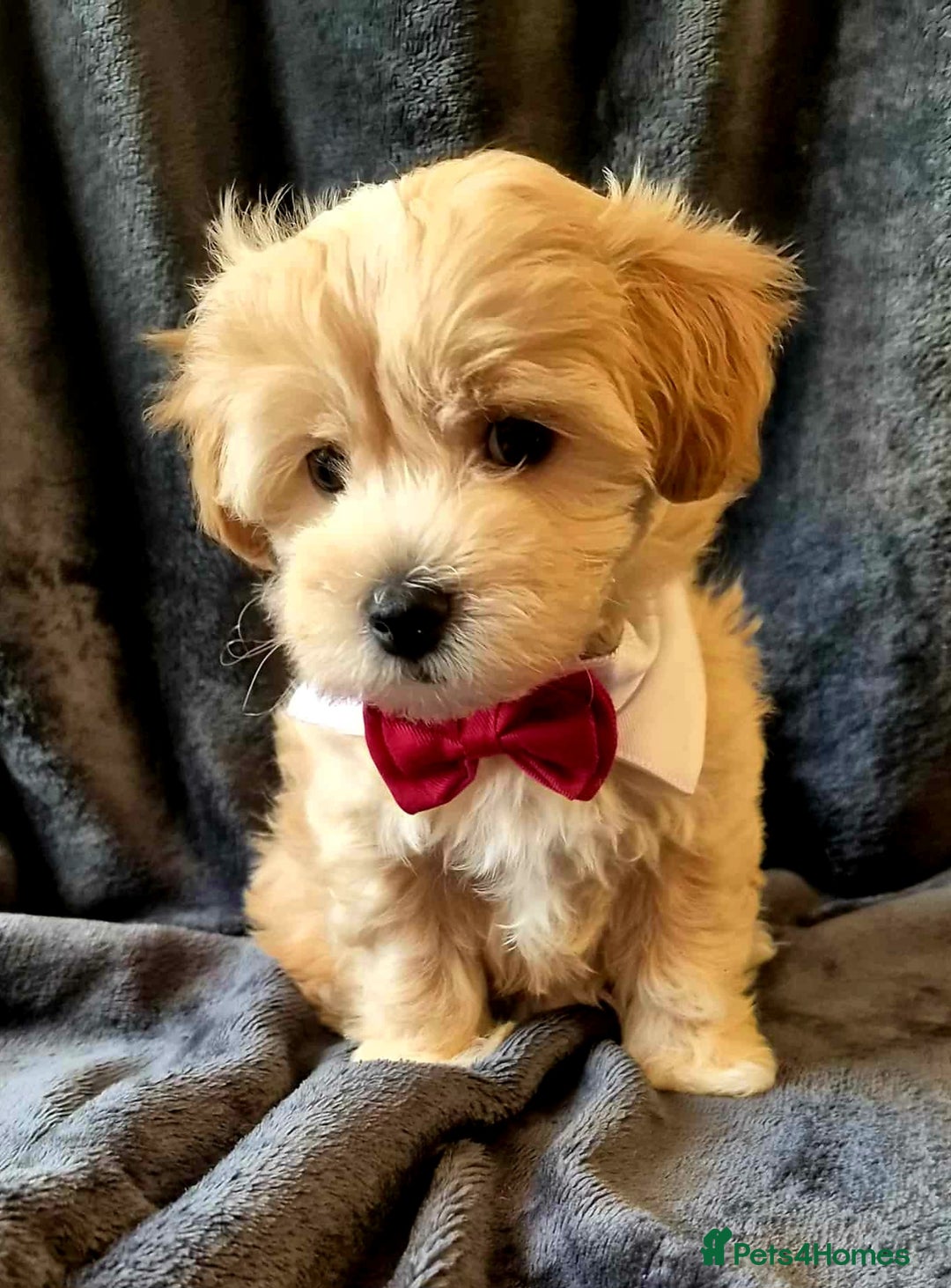 Maltipoo dogs for sale: F1 gorgeous maltipoo puppies - Image 11