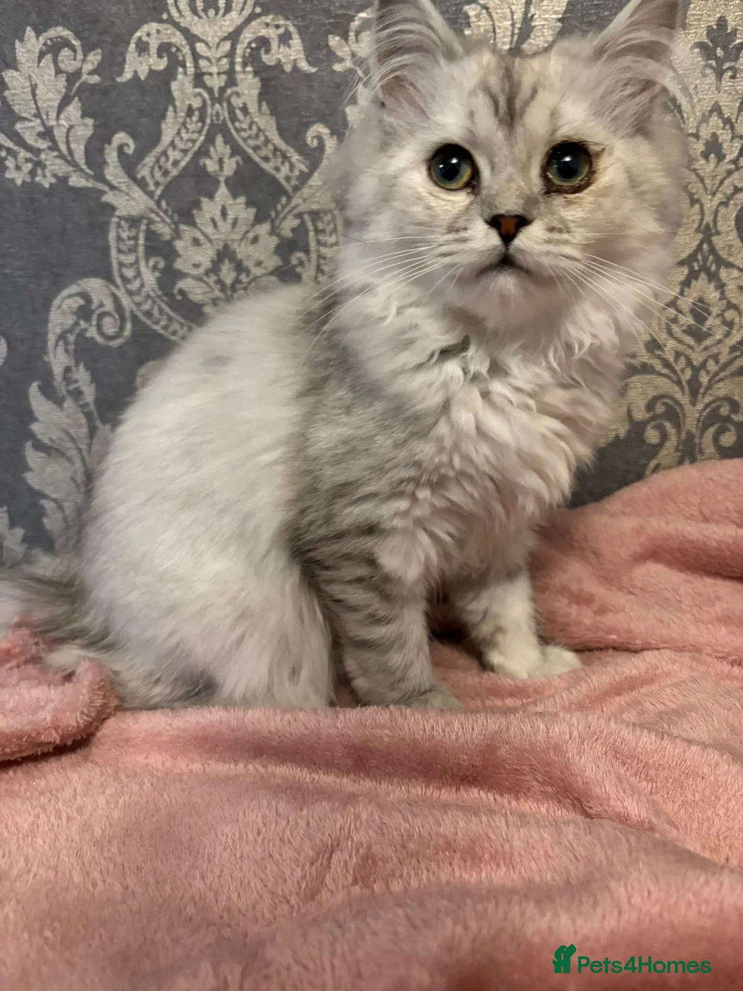 Mixed Breed cats for sale: Persian x Ragdoll 2 female kittens in Northampton - Advert 2