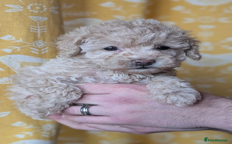 Toy Poodle dogs - Advert 5