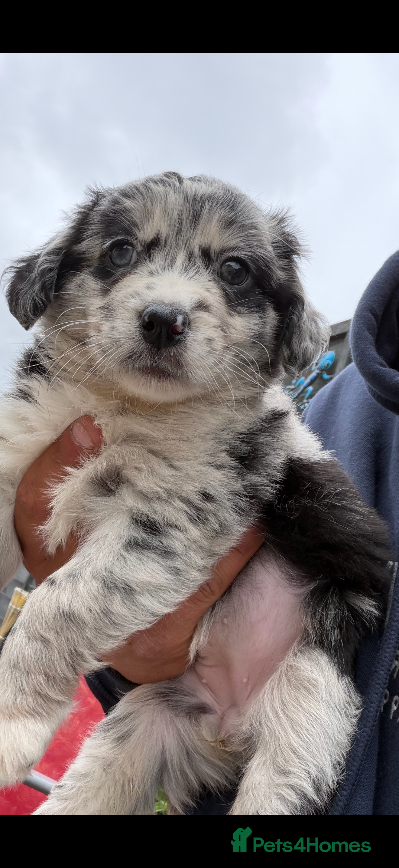 Mixed Breed dogs Bordernese - Advert 2