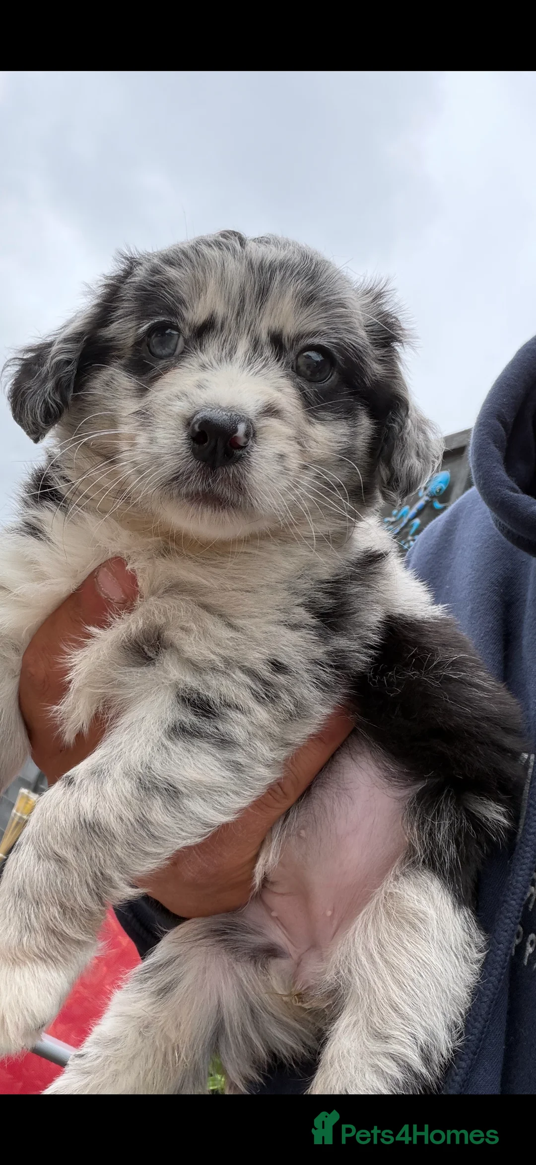 Mixed Breed dogs for sale: Bordernese in Southampton - Advert 2