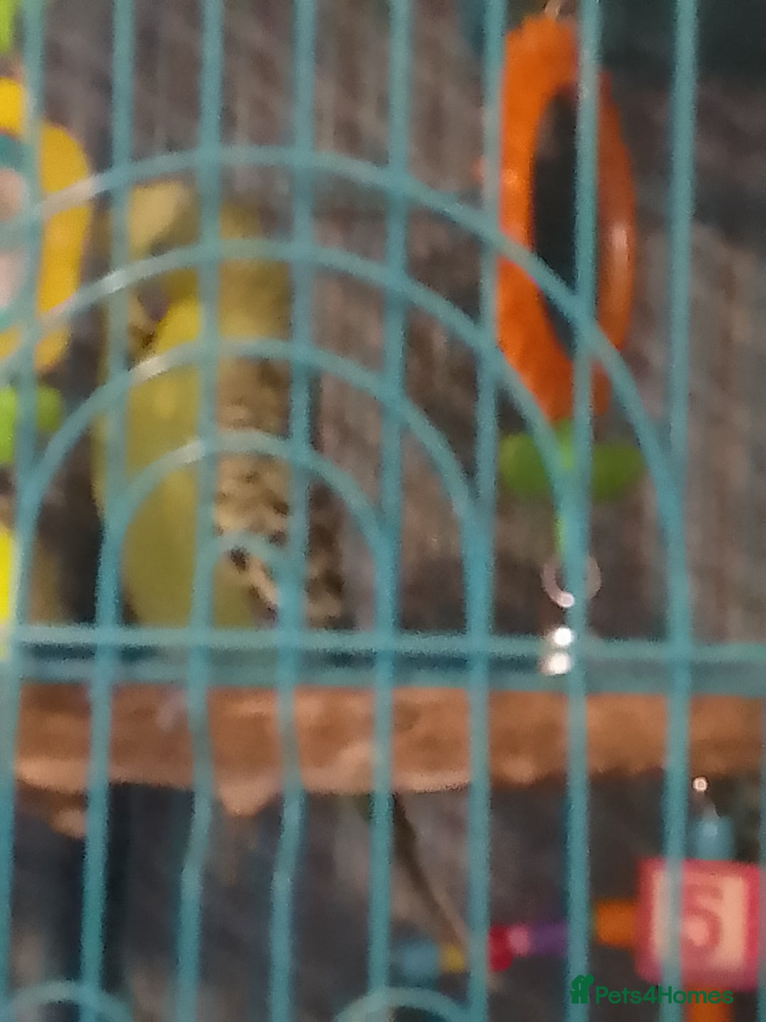 Budgerigars birds for sale: 2 younger budgie for sale - Advert 3