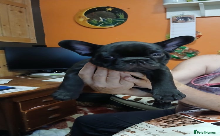 French Bulldog dogs - Advert 1