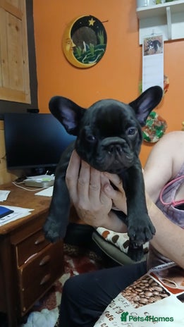 French Bulldog dogs - Advert 1